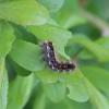 357858 – Photo : Mathurin CARNET – France (58)